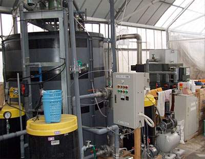 雨水利用タンクの水耕栽培浄化装置