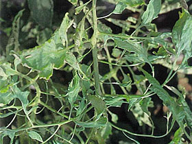 トマトのモザイク病