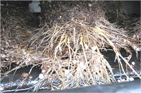 活性化したイチゴの根