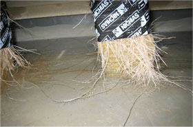 水耕栽培で成長が遅いトマトの根