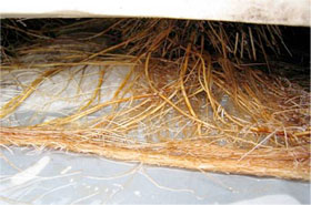 水耕栽培で根腐れしないトマトの根