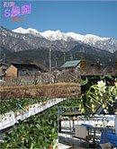 松川町S農園(高設いちご)