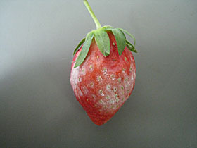 イチゴのうどん粉病